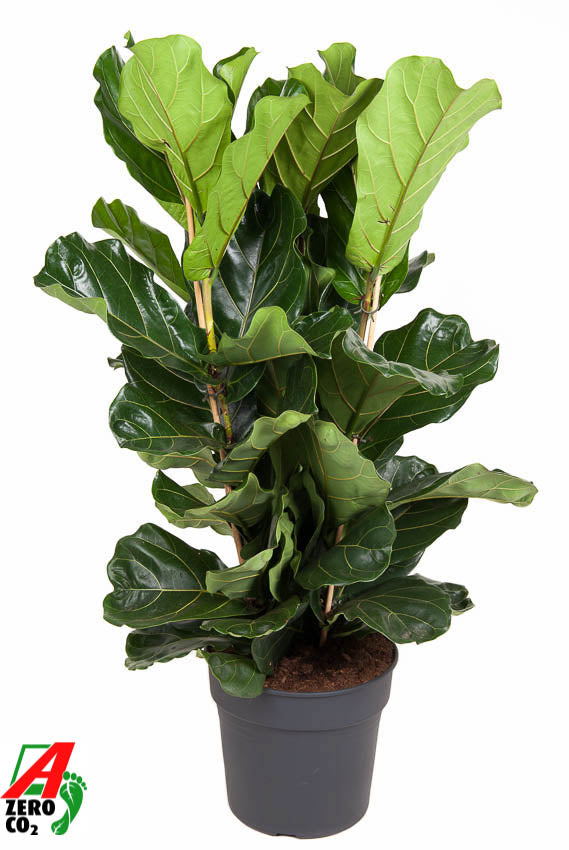 Ficus lyrata 140cm 34cm Pot