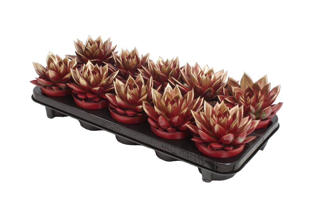 Echeveria colored red 13cm 10.5cm Pot