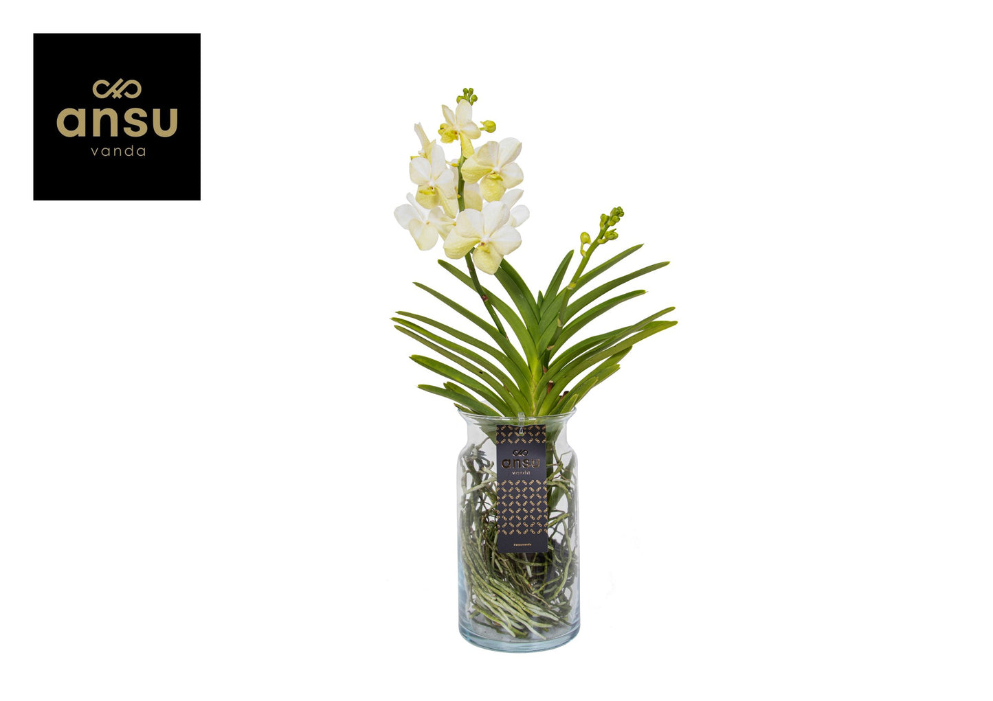 Vanda Diamond white 60cm 15cm Pot
