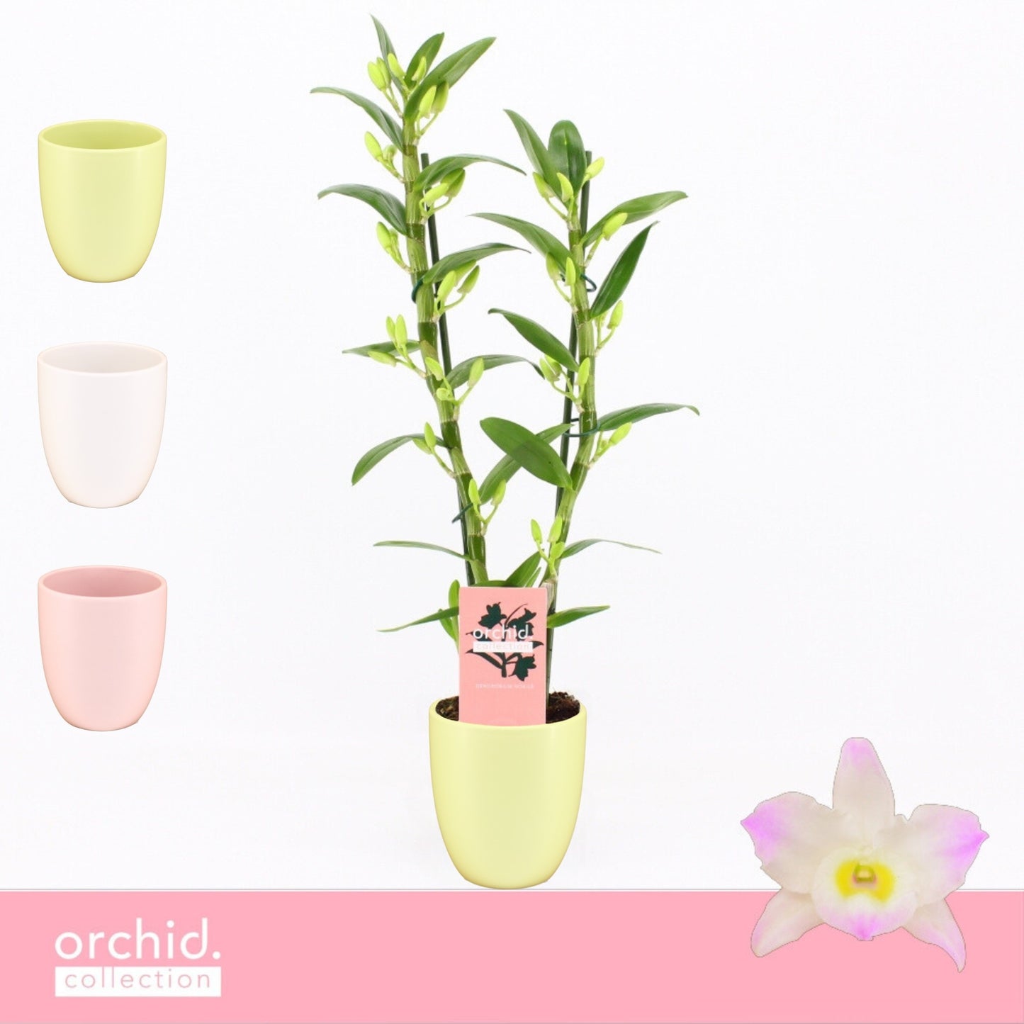 Dendrobium Kumiko 50cm 12cm Pot