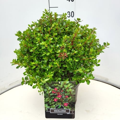 Escallonia Red Dream 50cm 28cm Pot