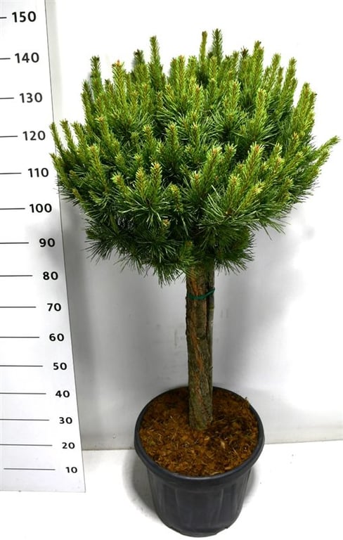 Pinus hybrid 150cm 48cm Pot
