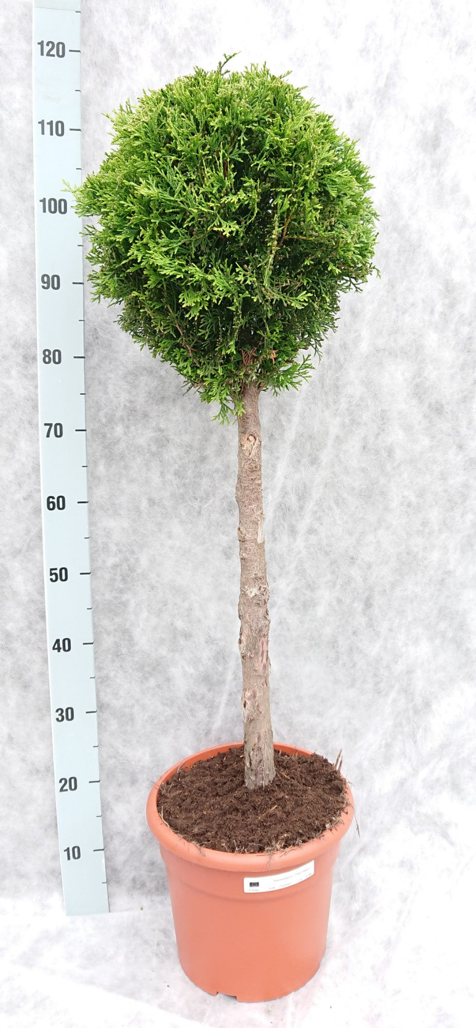 Thuja occidentalis Smaragd 110cm 26cm Pot