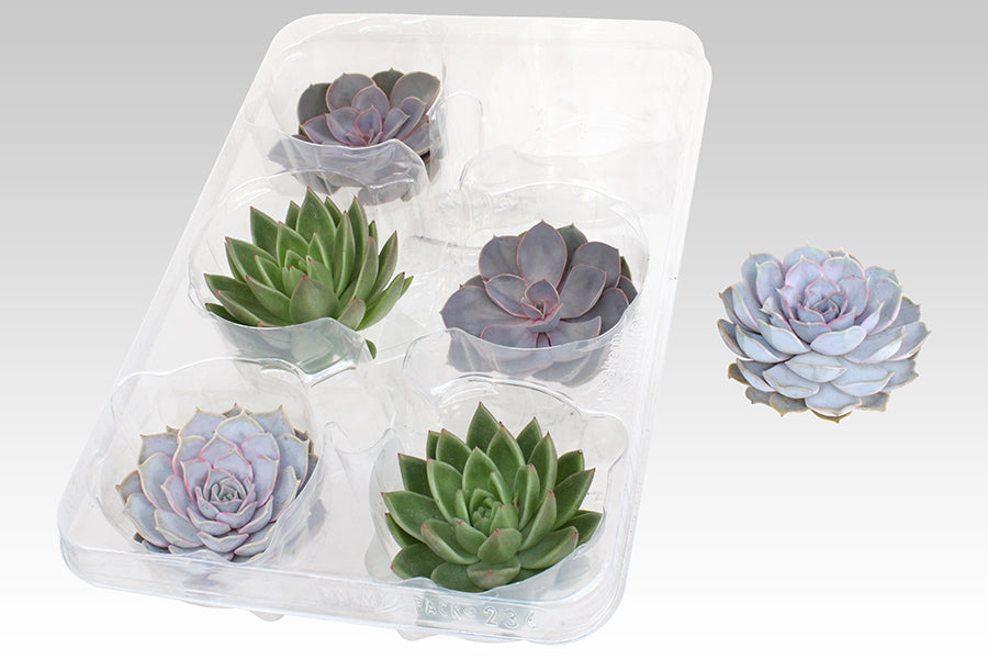 Echeveria mix 5cm 999cm Pot