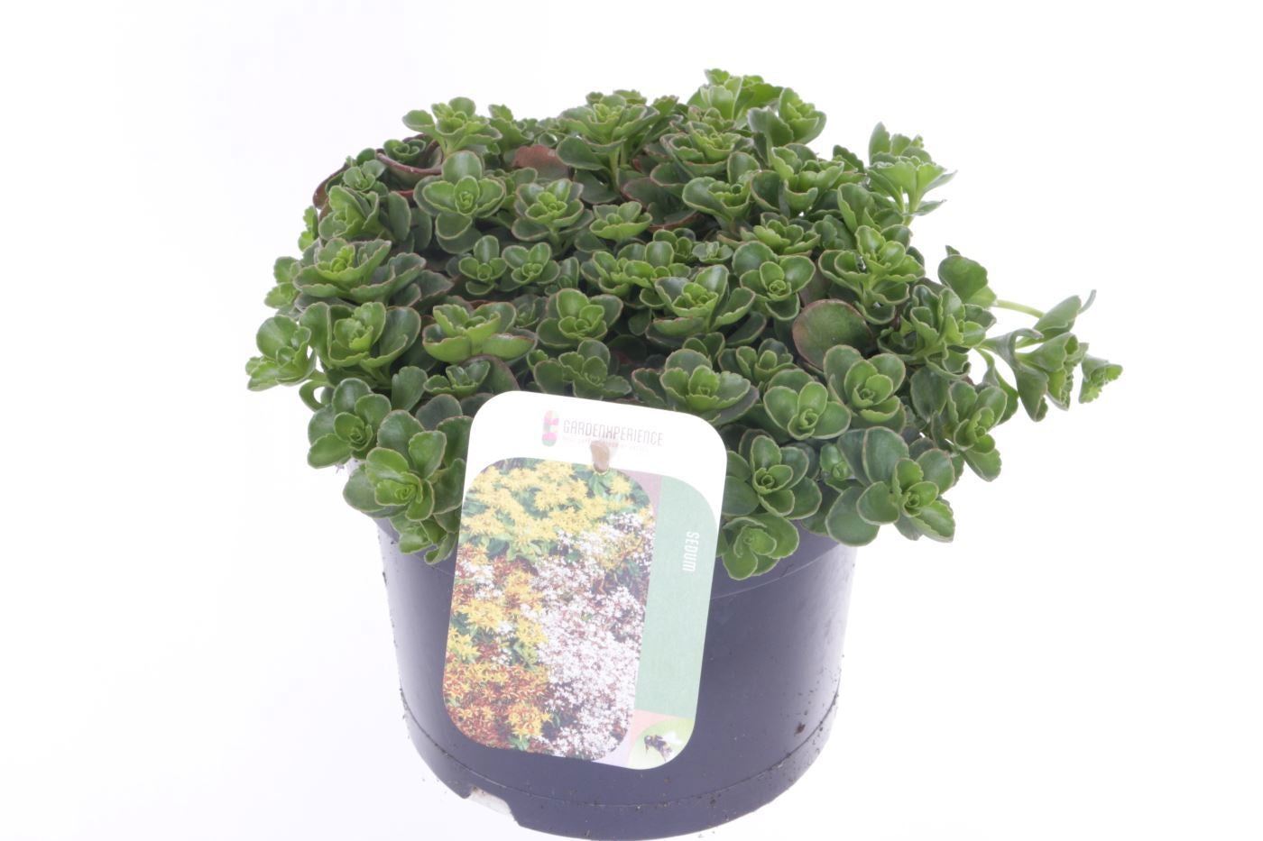 Sedum spurium 20cm 17cm Pot