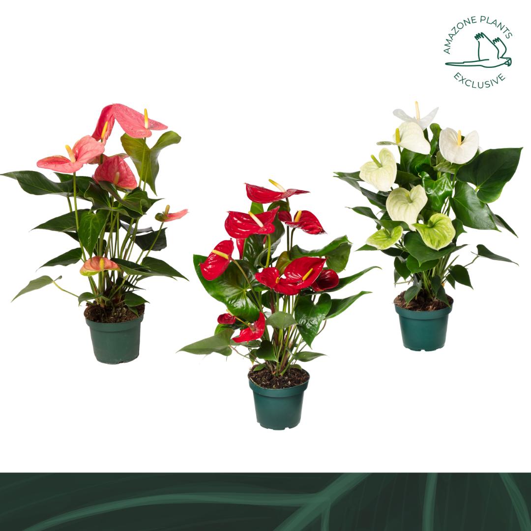 Amazoneplants BV Anthurium mix Pack of 7