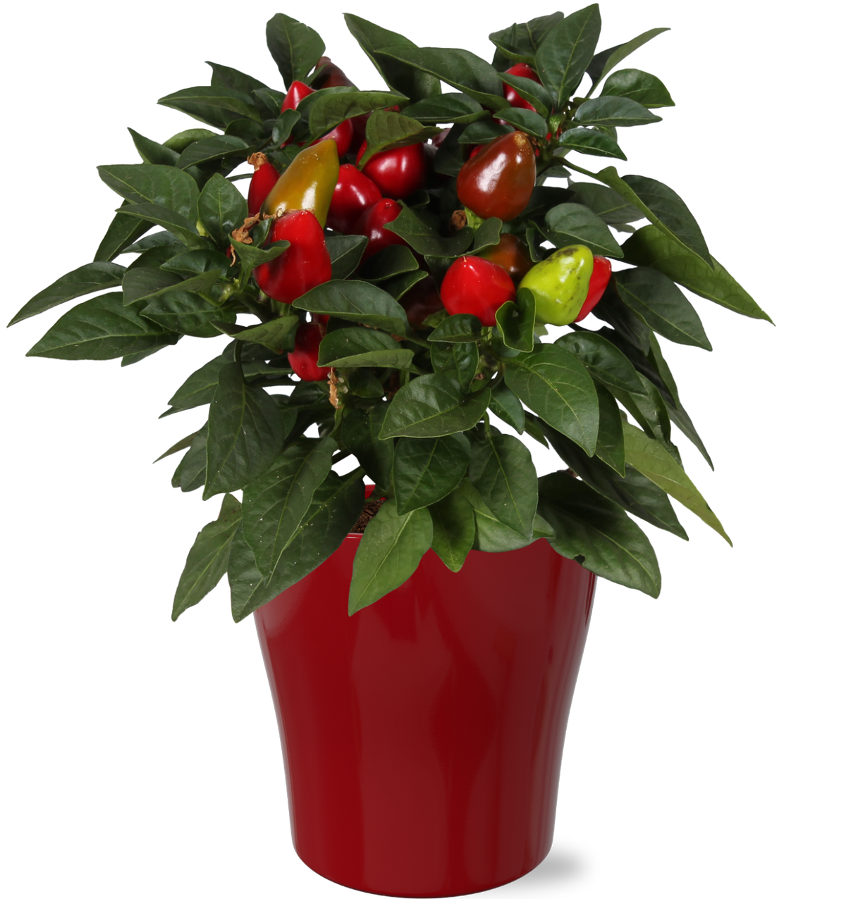 Capsicum ann. Samba (+drp.ceramic) 30cm 13cm Pot