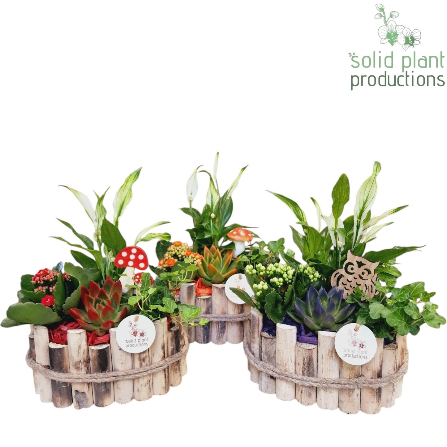 Solid Plant Productions HSE003 Bologna Small Autumn Mix Pack of 3