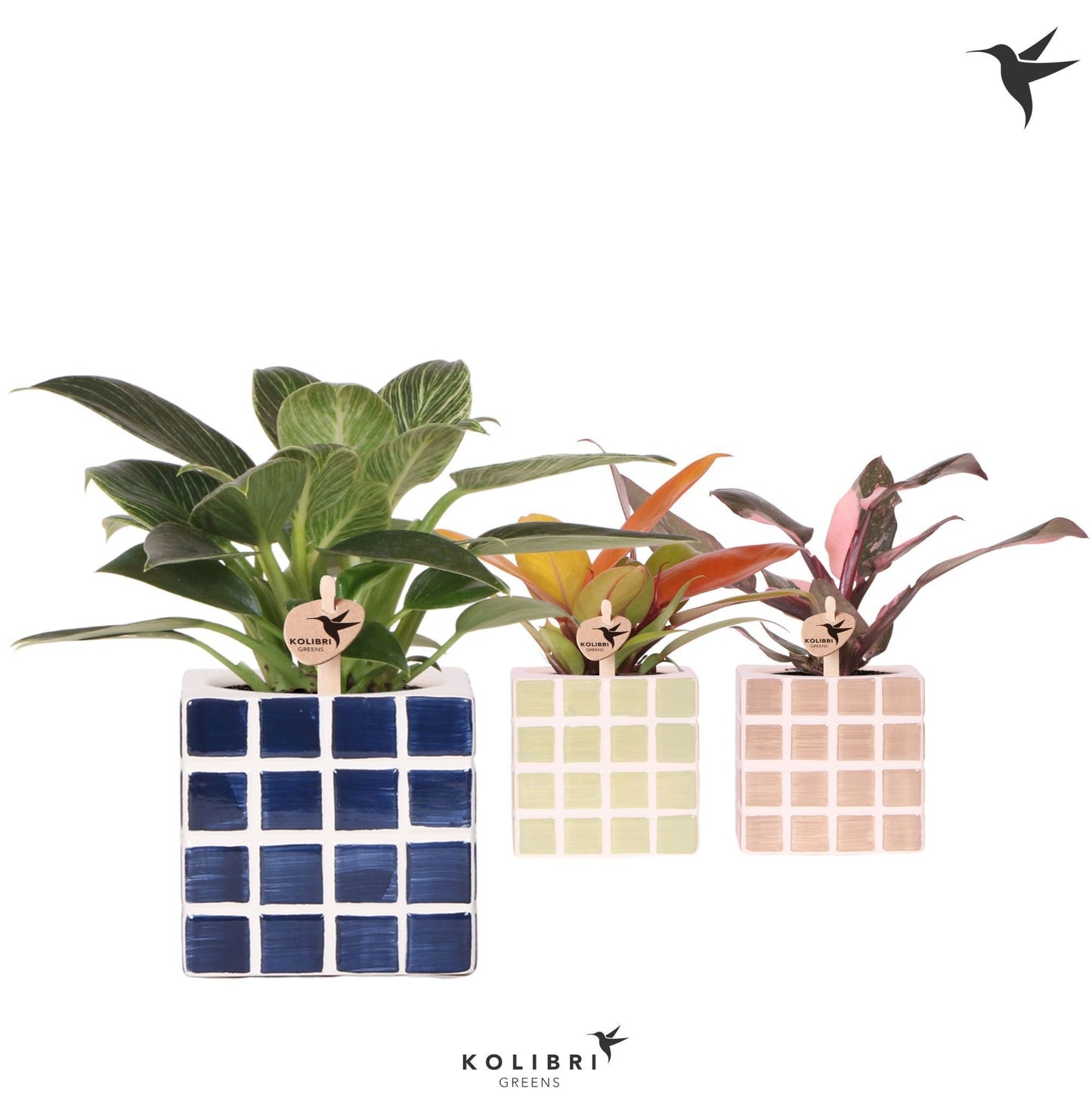 Phal. mf. Kolibri mix 18cm 9cm Pot