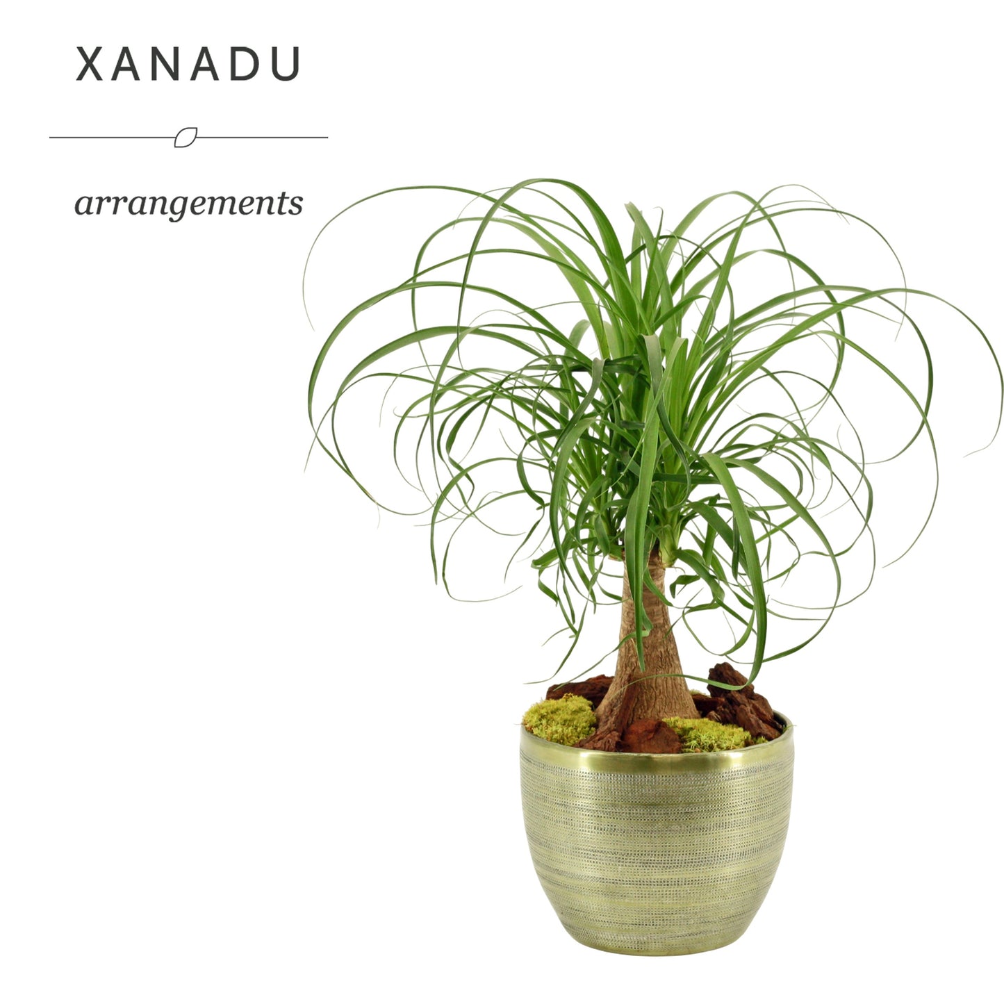 Xanadu Vancouver 55cm 21cm Pot