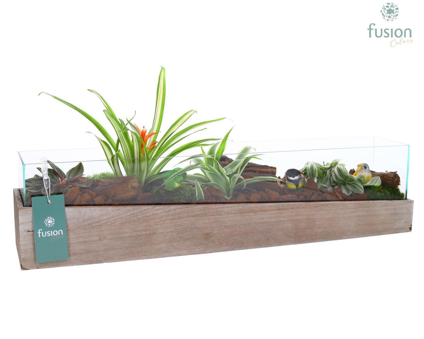 arr. Bromelia 25cm 58cm Pot
