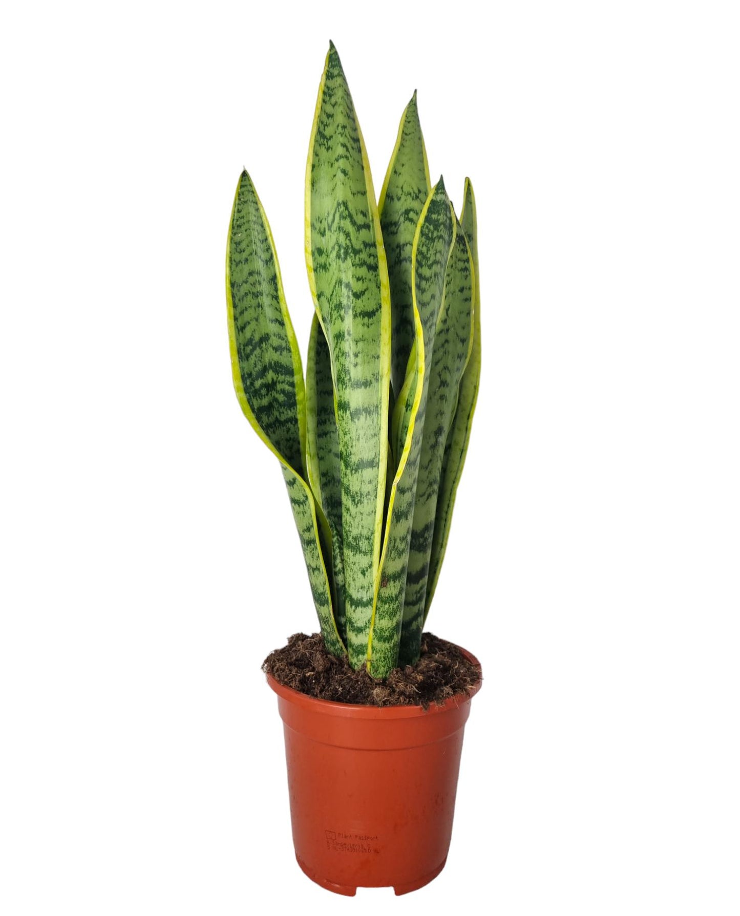 Sansevieria Laurentii 55cm 17cm Pot