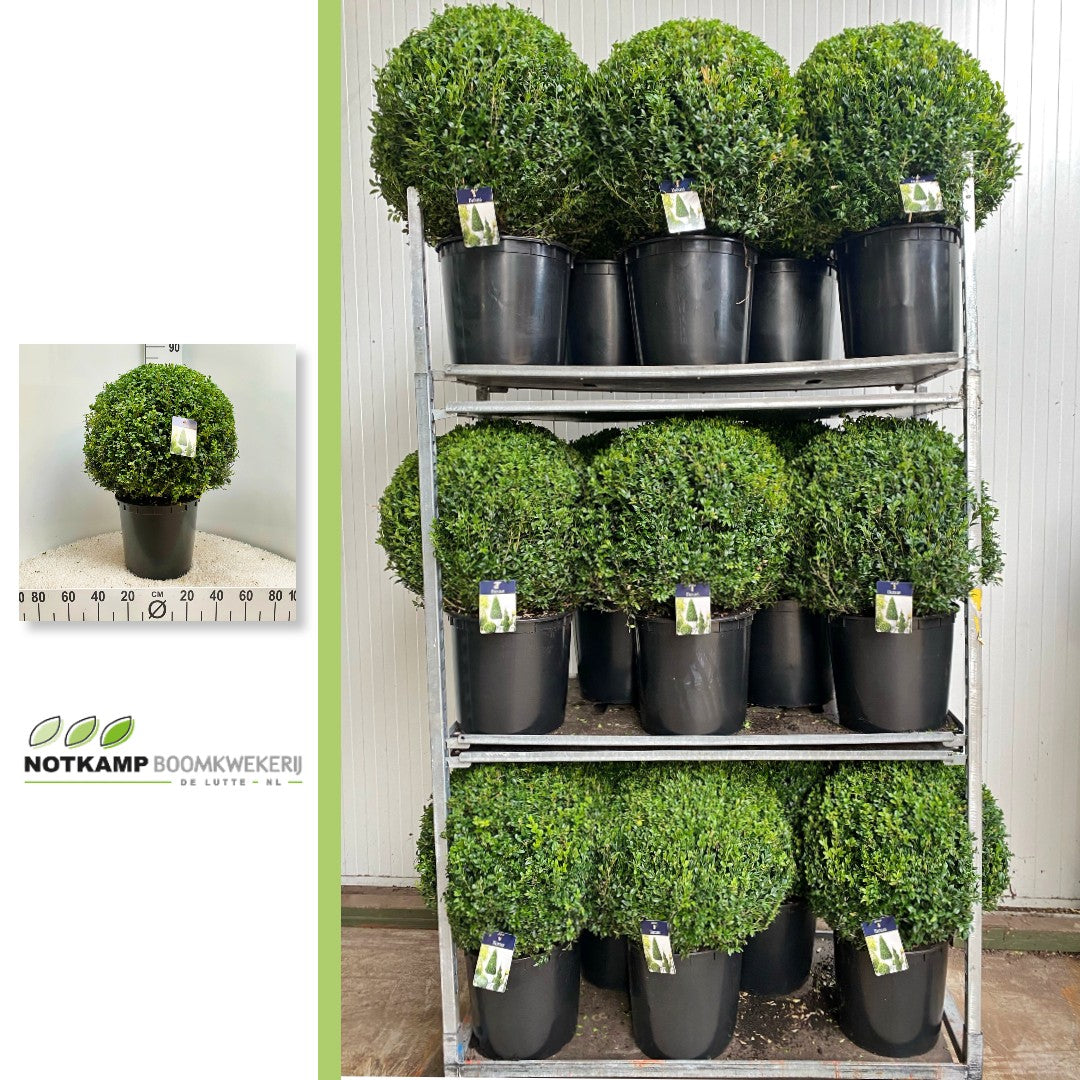 Buxus sempervirens ball 65cm 35cm Pot