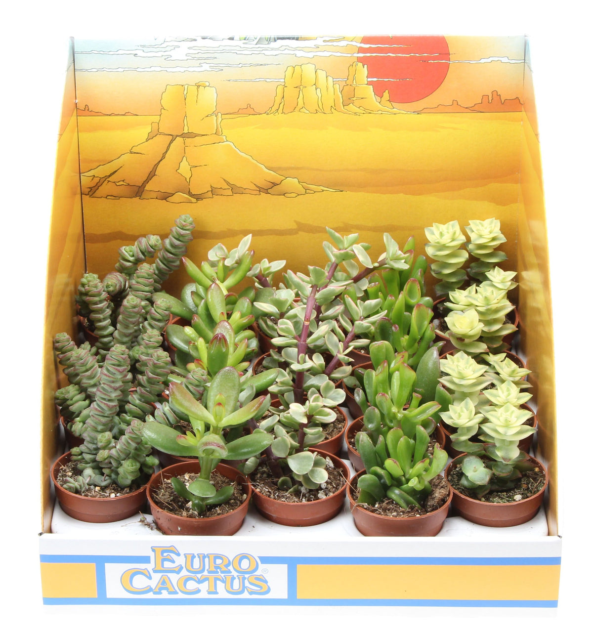 Crassula mix 8cm 5.5cm Pot