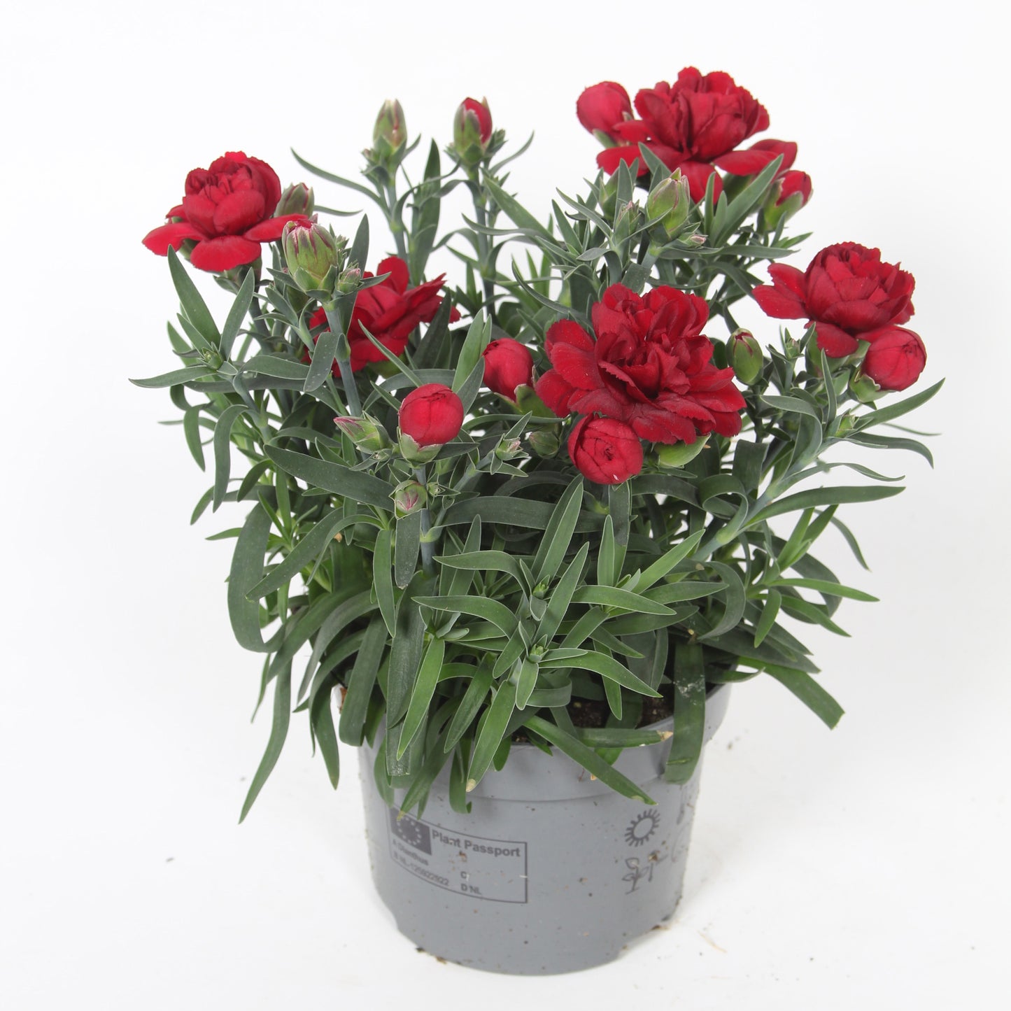 Dianthus Colores Sangre 22cm 510cm Pot