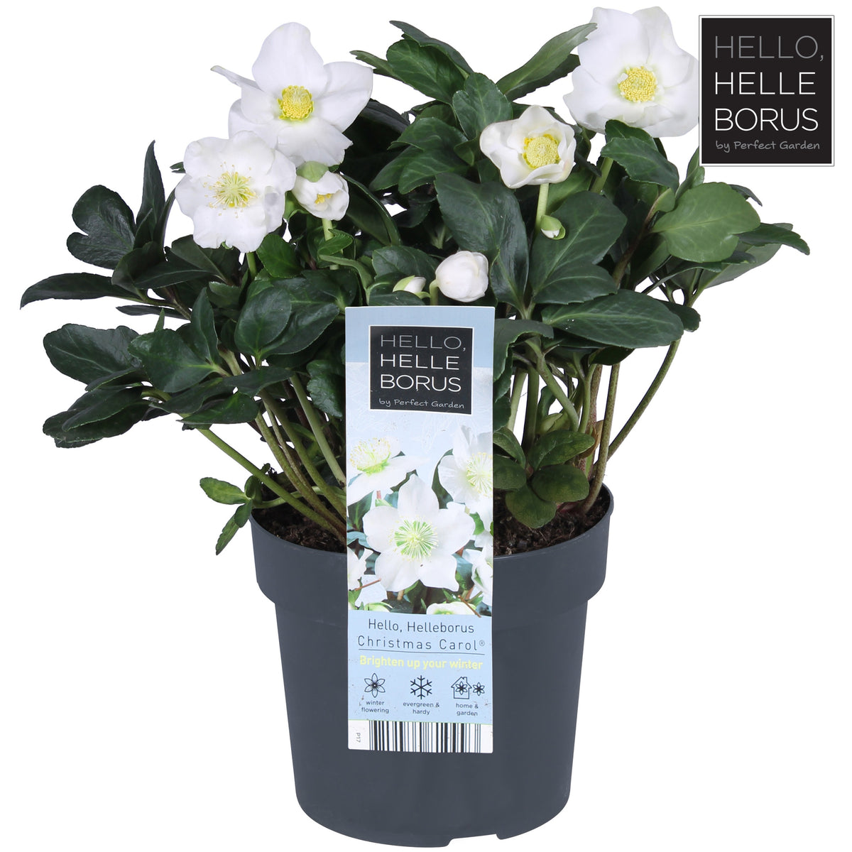 Helleborus niger Christmas Carol 30cm 17cm Pot