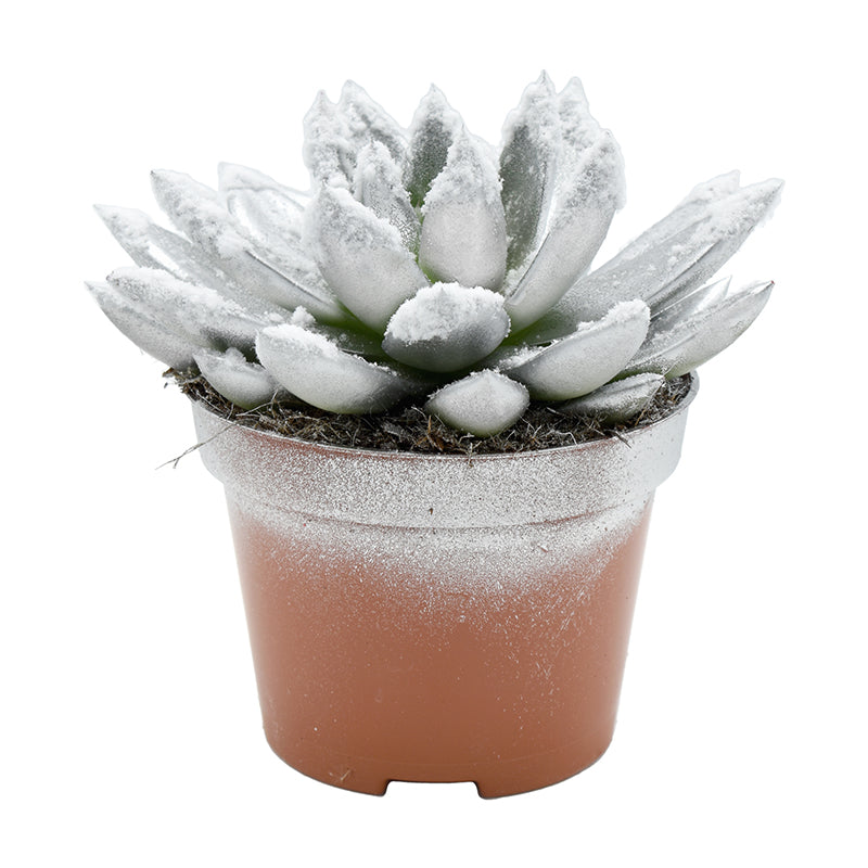 Echeveria Silver Pearl 13cm 10.5cm Pot