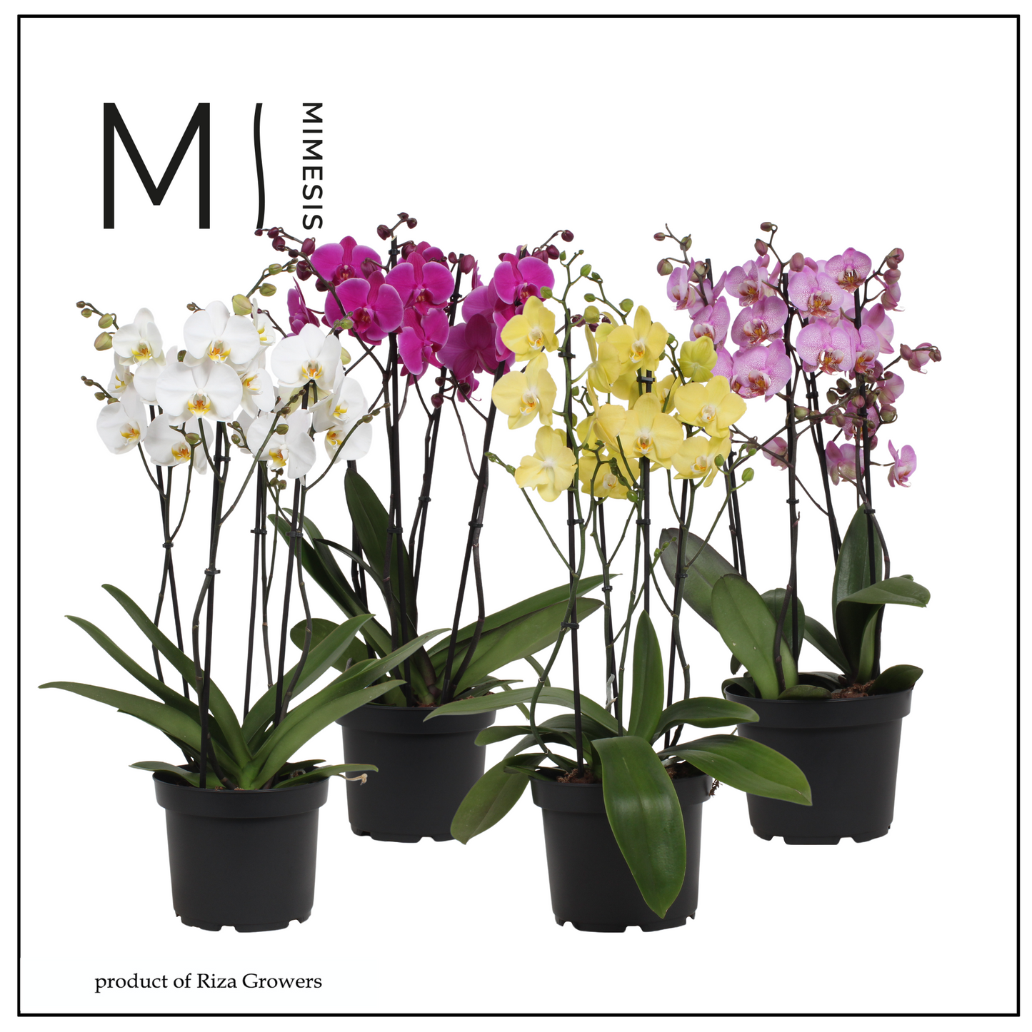 Phalaenopsis mix 70cm 21cm Pot