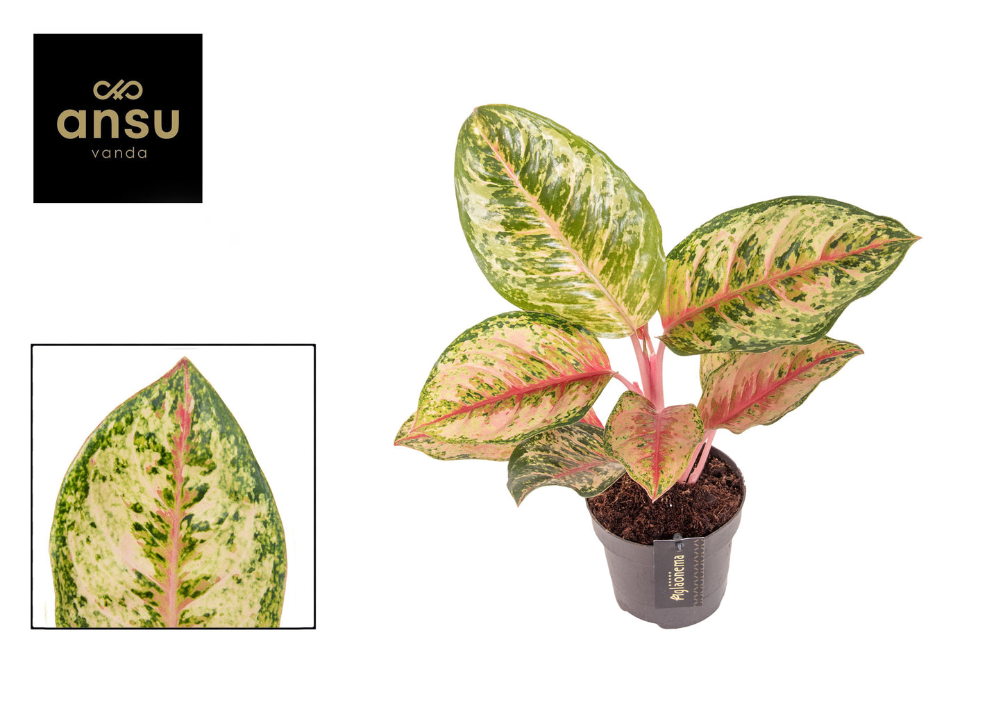 Aglaonema Hybrid 40cm 12cm Pot
