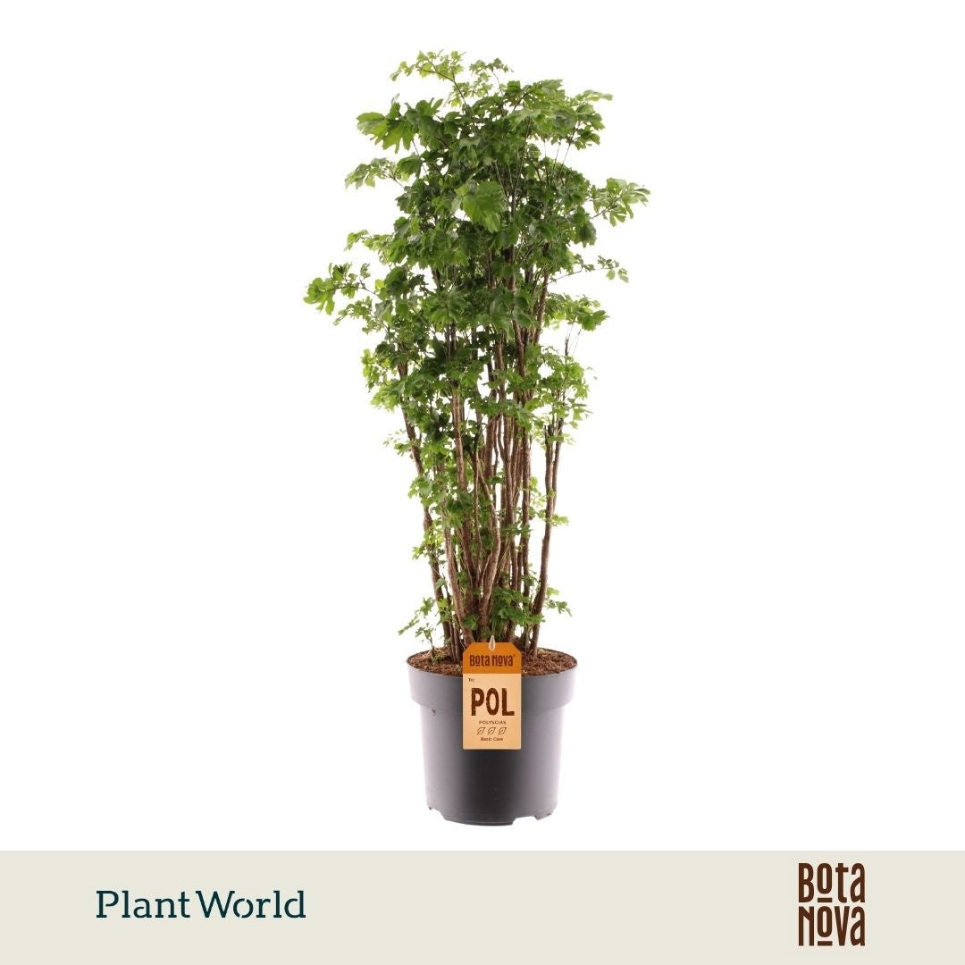 Polyscias Roble 90cm 24cm Pot