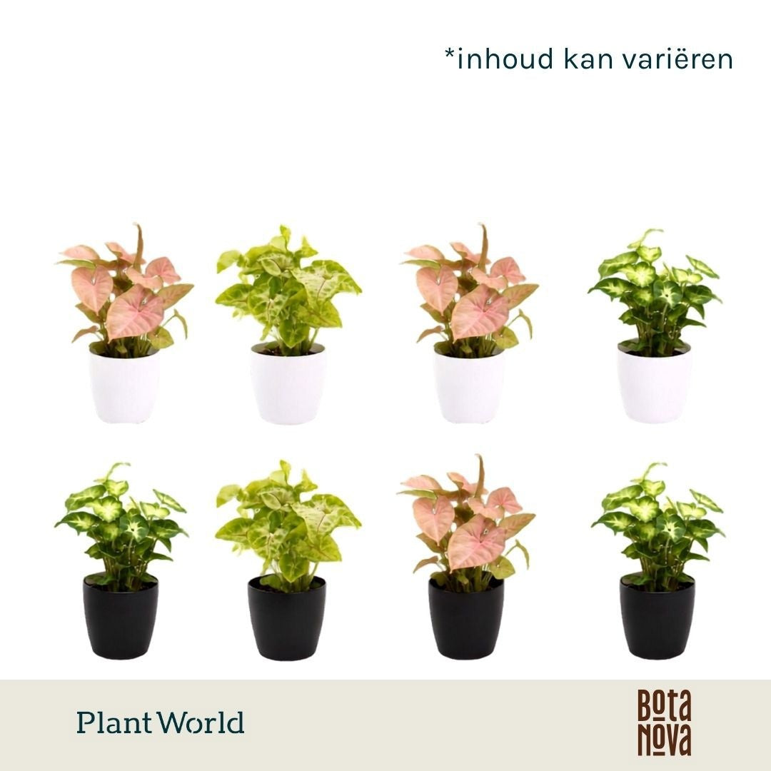 Syngonium mix 15cm 7cm Pot