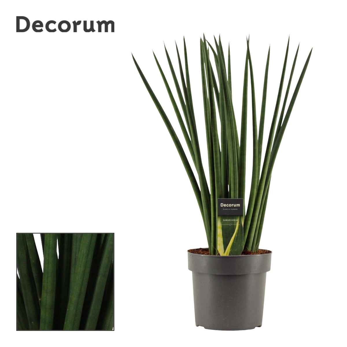 Sansevieria cylindrica 55cm 17cm Pot