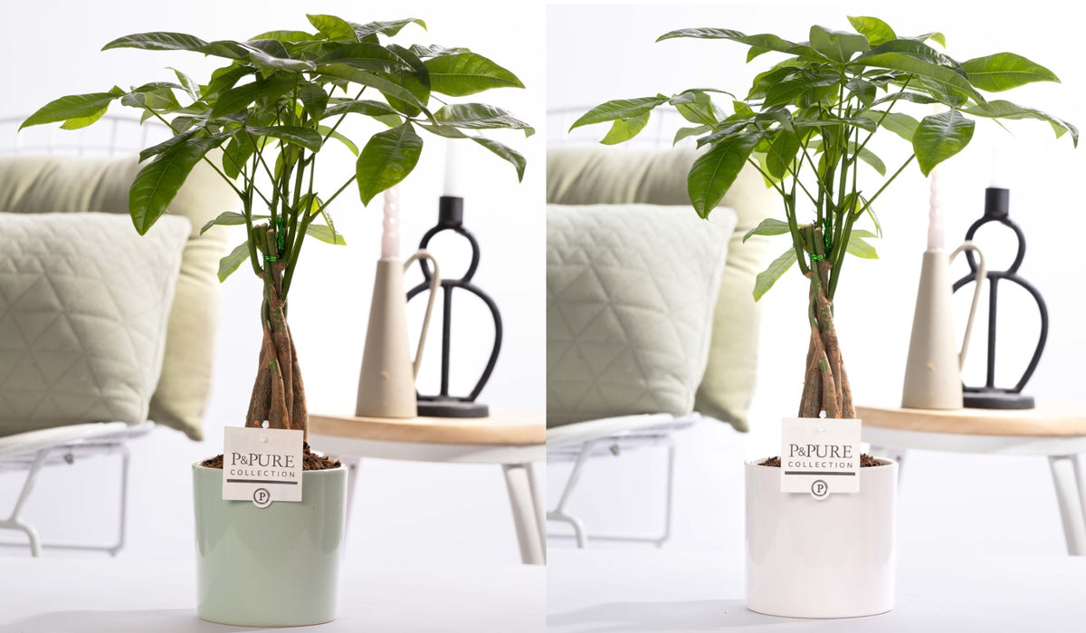 Pachira aquatica 45cm 12cm Pot