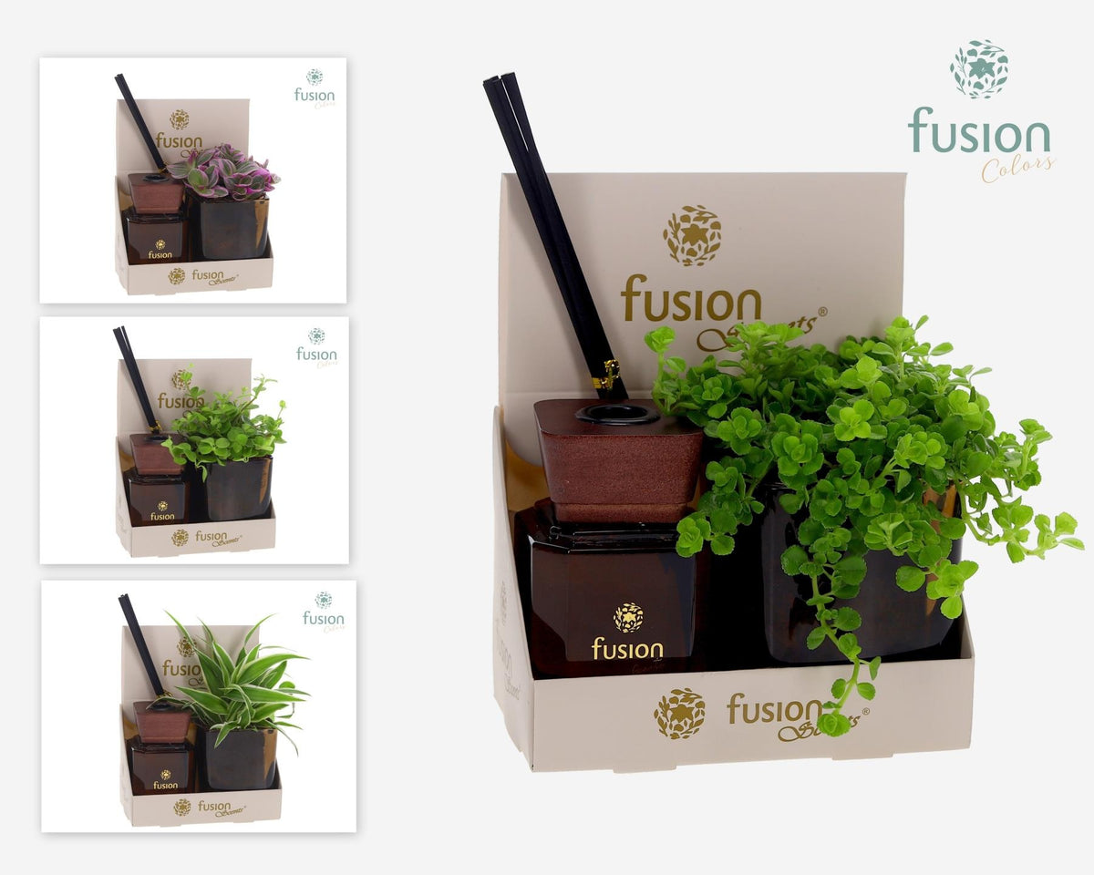 Fusion Scentsglazen gift set met Groene planten 20cm 7cm Pot