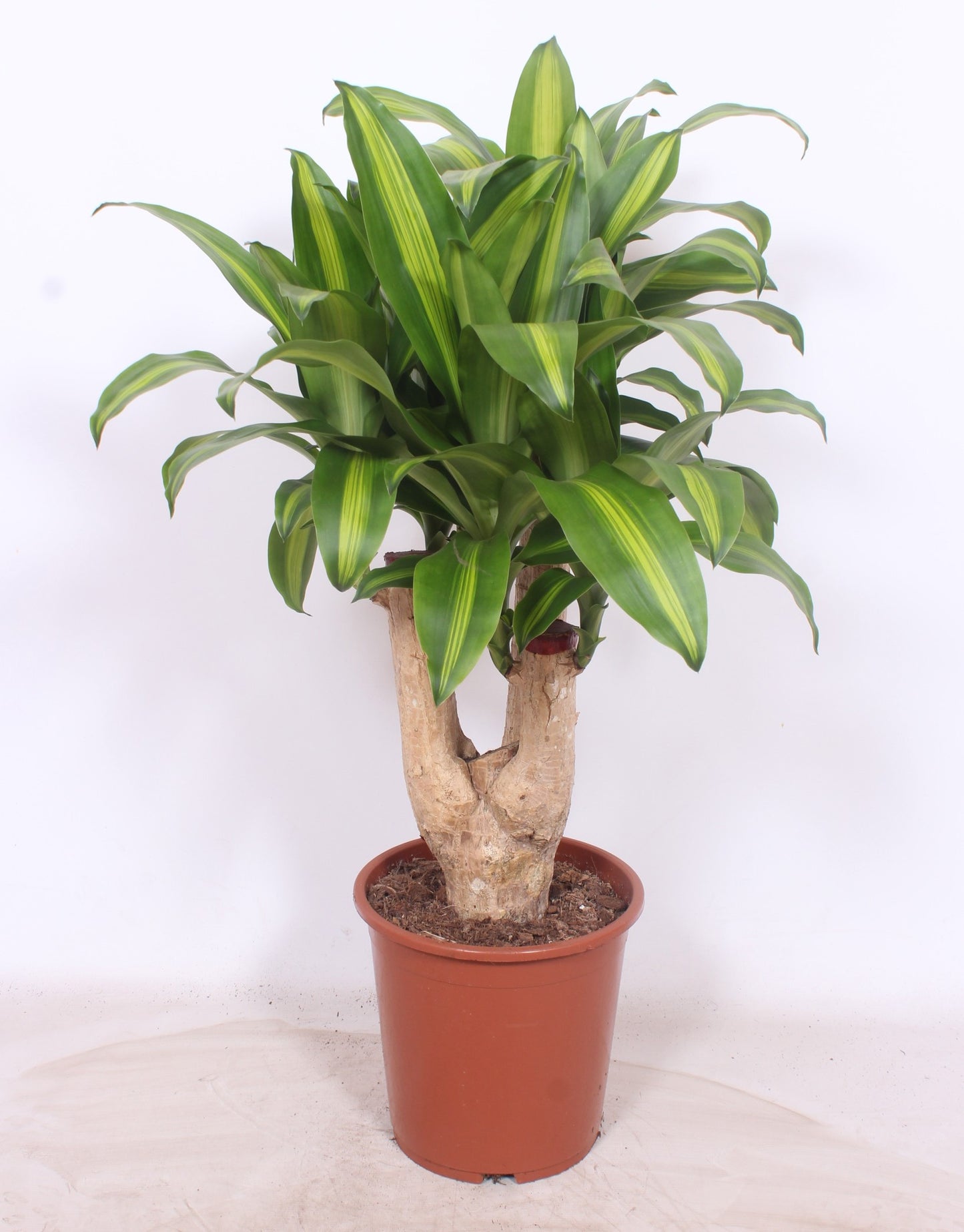 Dracaena frag. Massangeana 110cm 27cm Pot