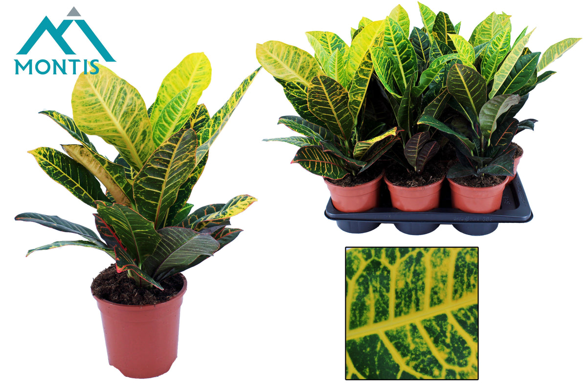Codiaeum Petra 60cm 17cm Pot