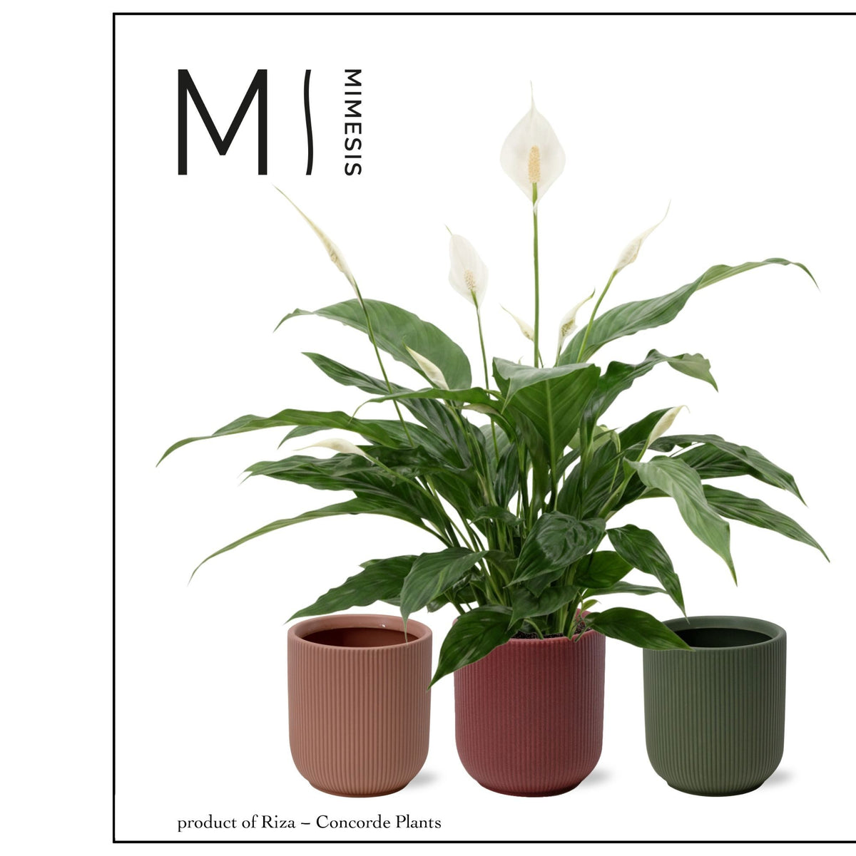 Spathiphyllum Sweet Benito 55cm 13cm Pot