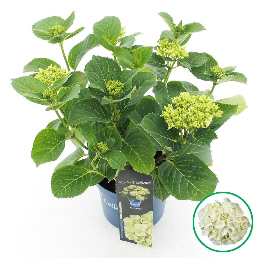 Hydrangea macr. Royalty Ice Girl 40cm 20cm Pot