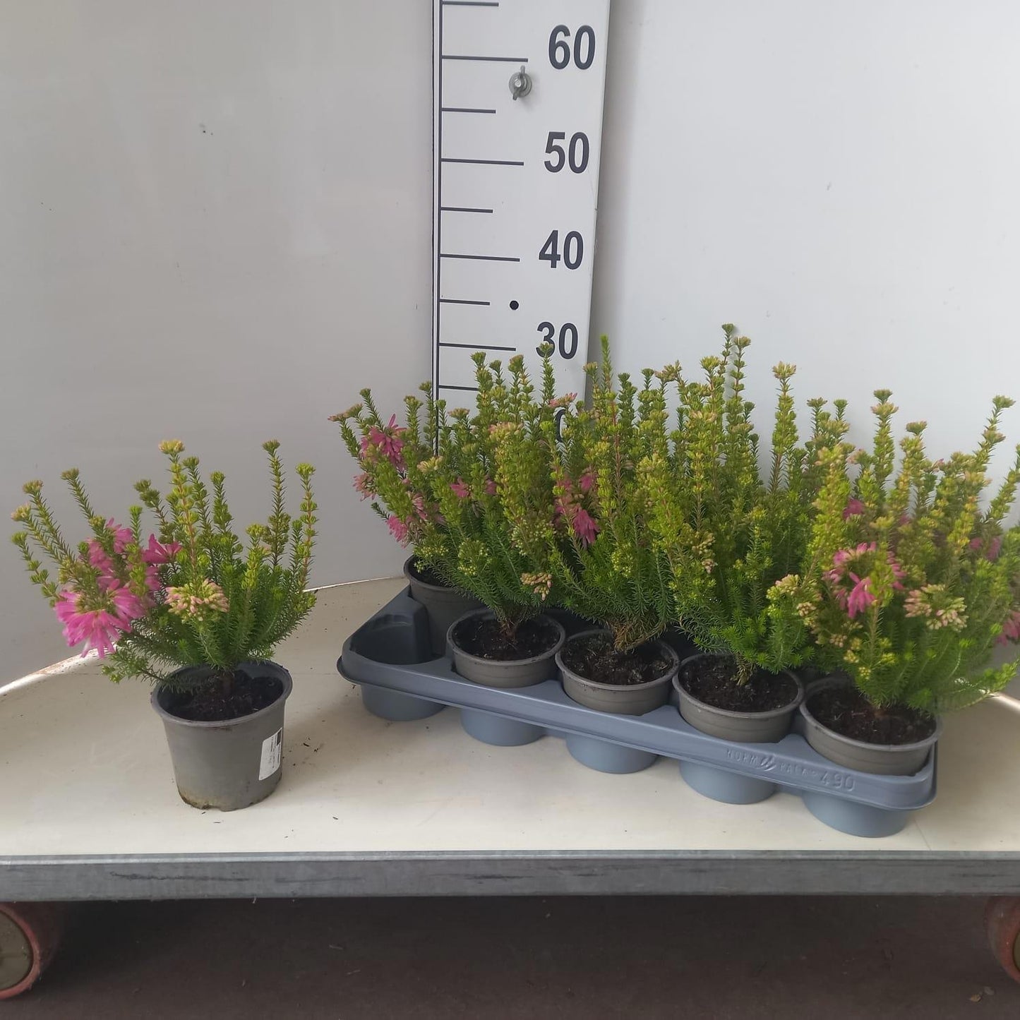 About Plants Zundert BV Erica verticillata Pack of 10