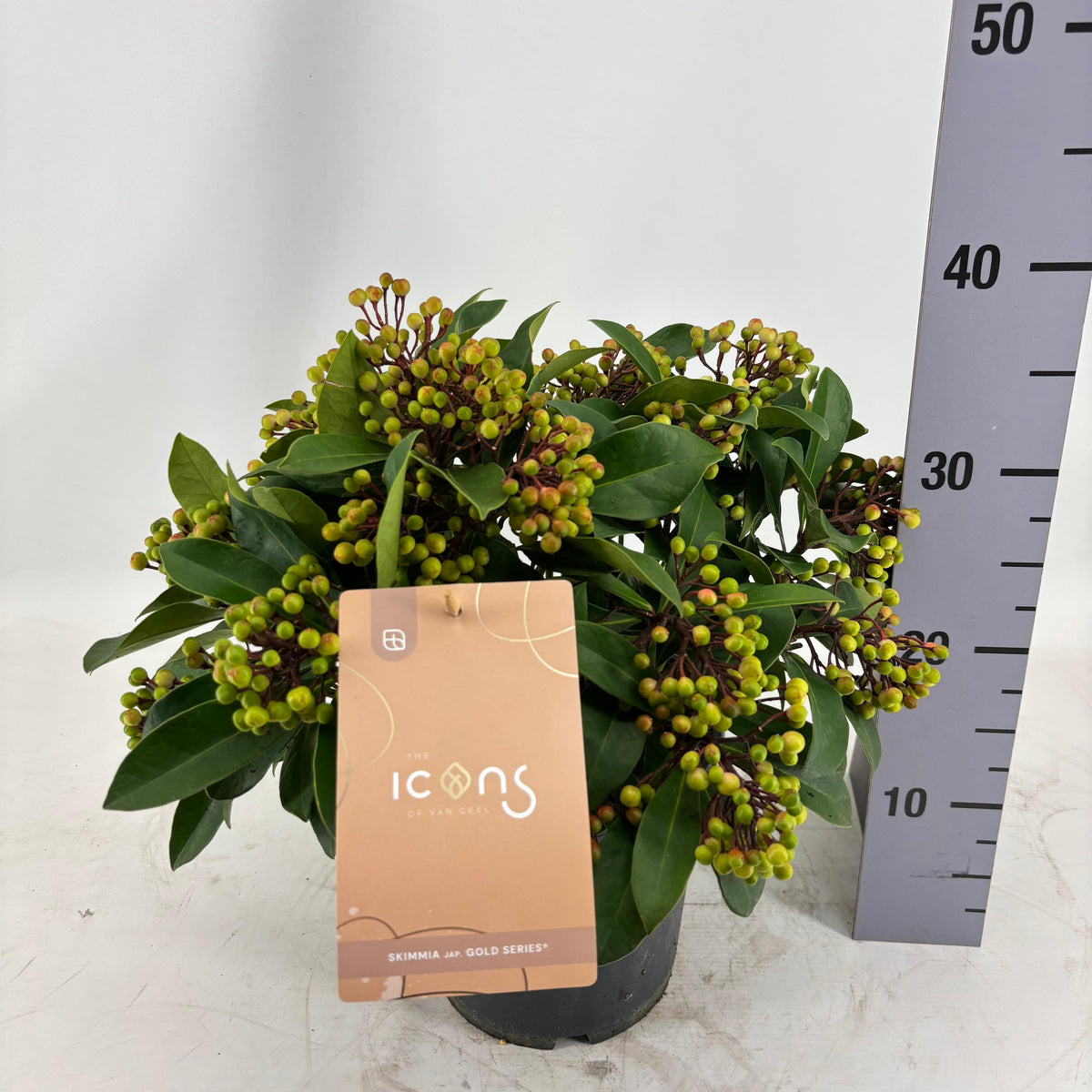 Skimmia japonica Lipstick 40cm 19cm Pot