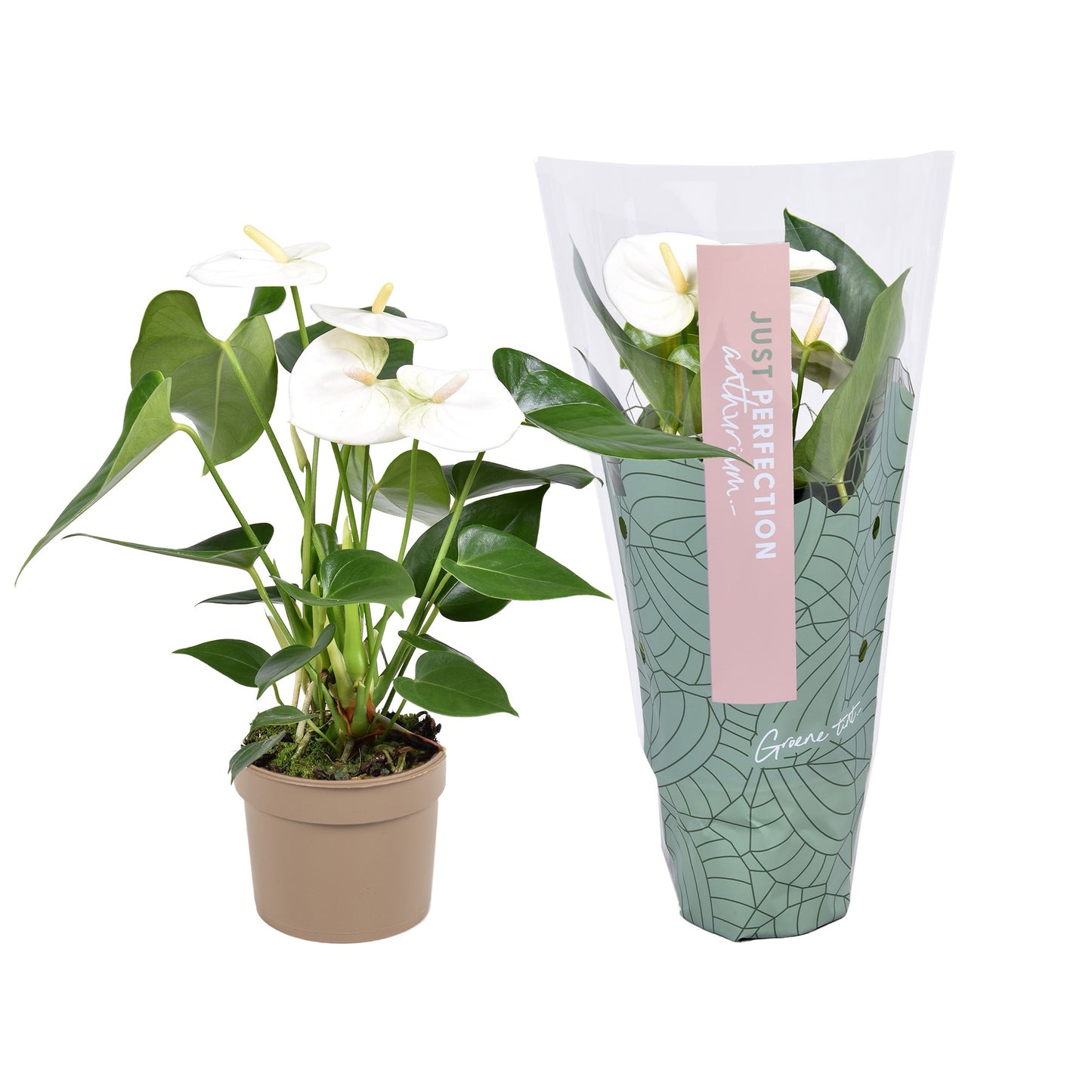 Anthurium Namora 25cm 9cm Pot