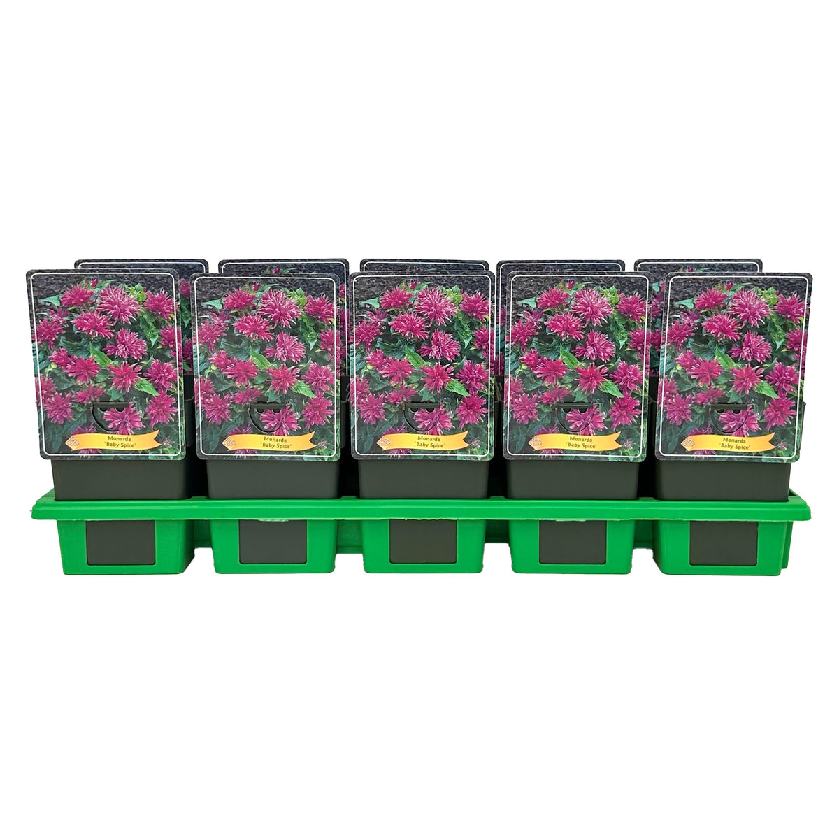 Monarda didyma 25cm 11cm Pot