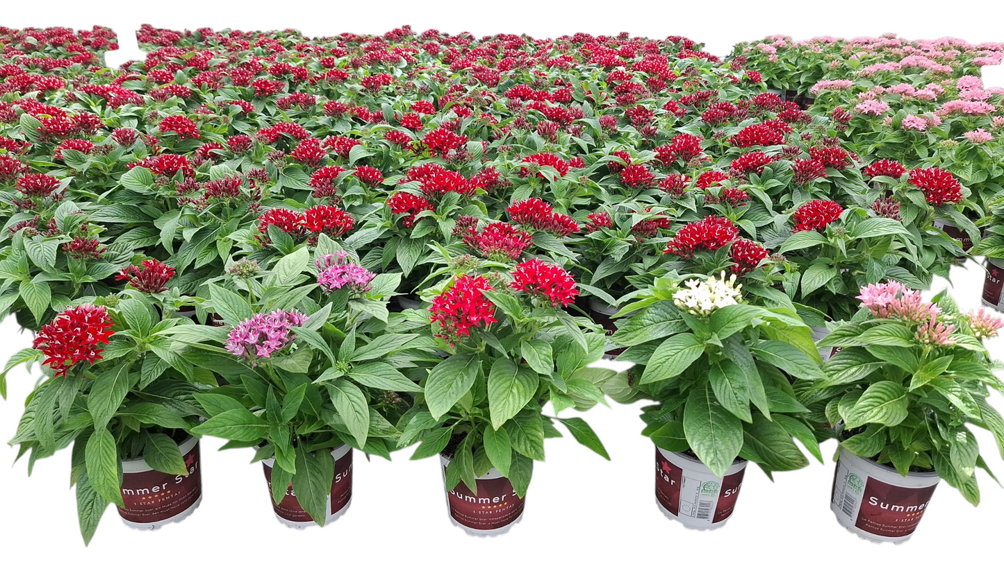 Pentas Graffiti mix 28cm 12cm Pot