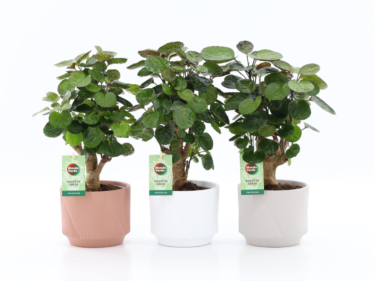 Polyscias Fabian 35cm 13cm Pot
