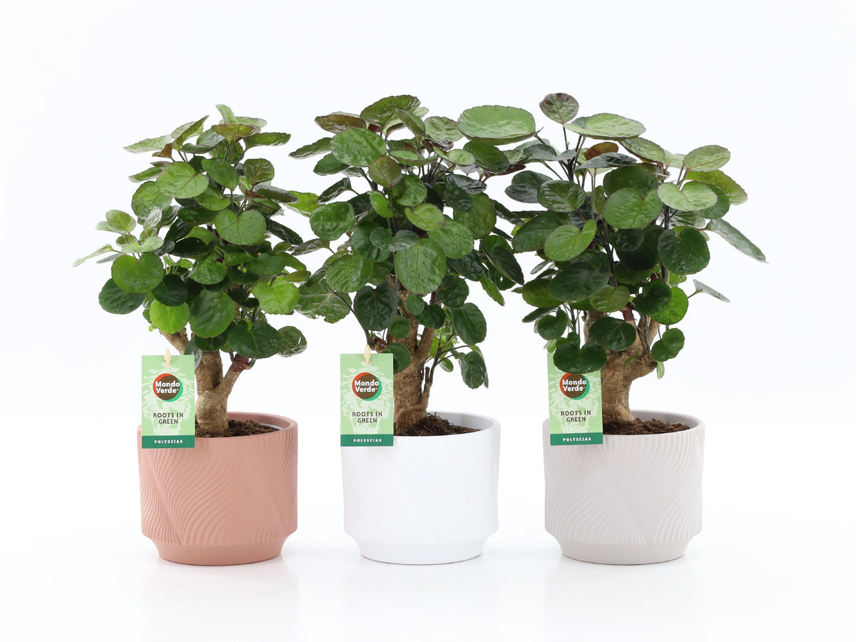Polyscias Fabian 35cm 13cm Pot