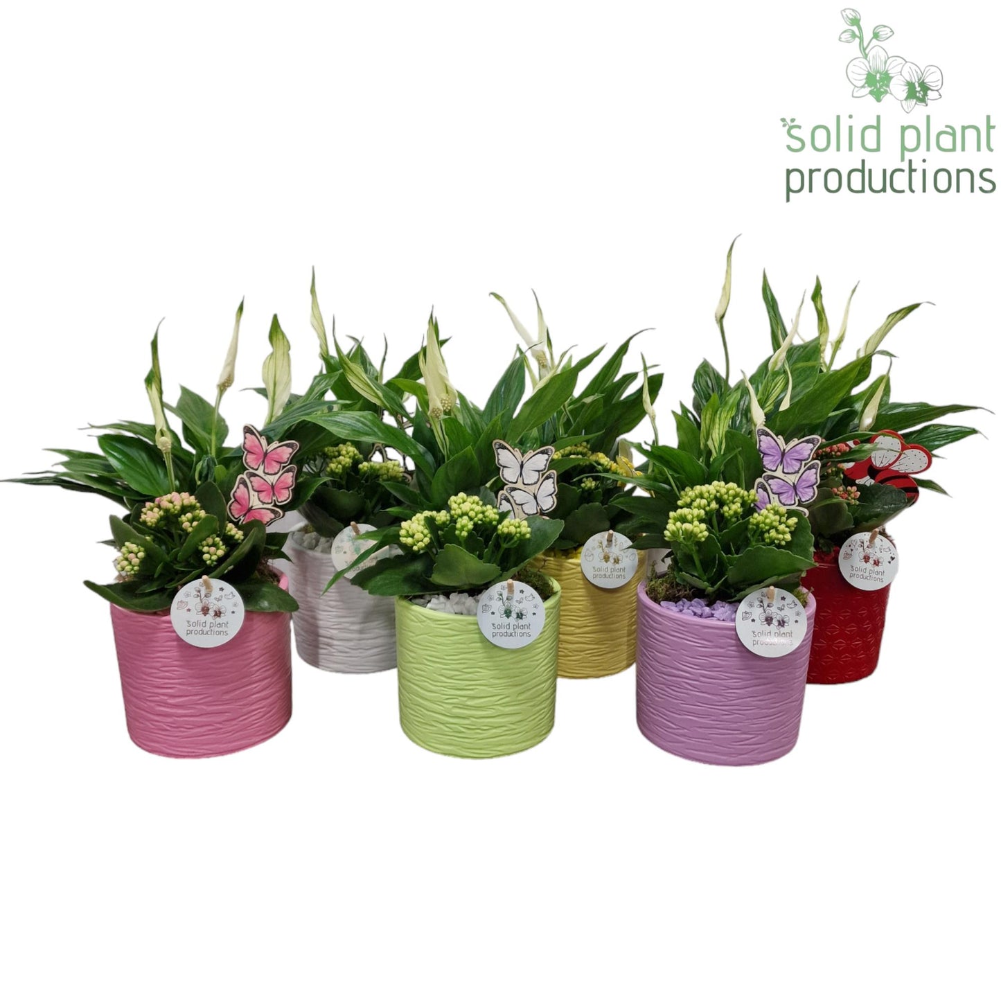 SP001 Amy Actie Mix 38cm 13cm Pot