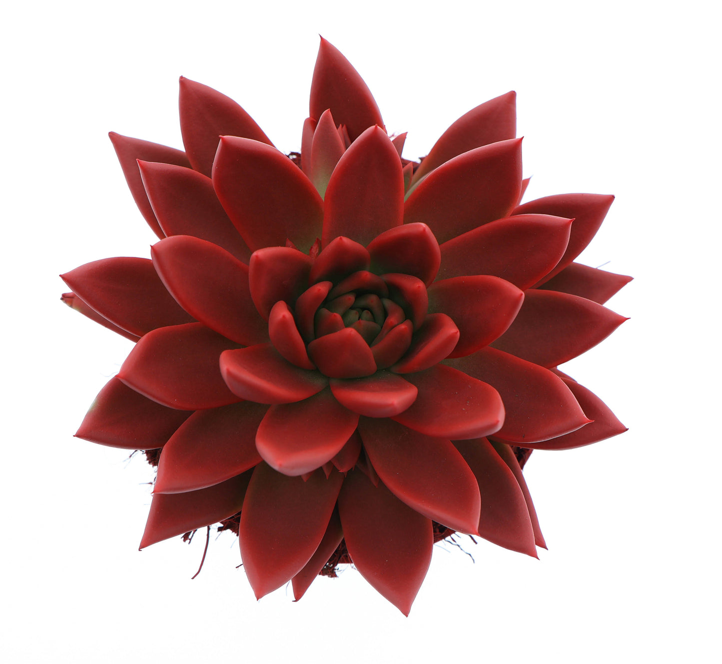 Rainbow red 15cm 12cm Pot