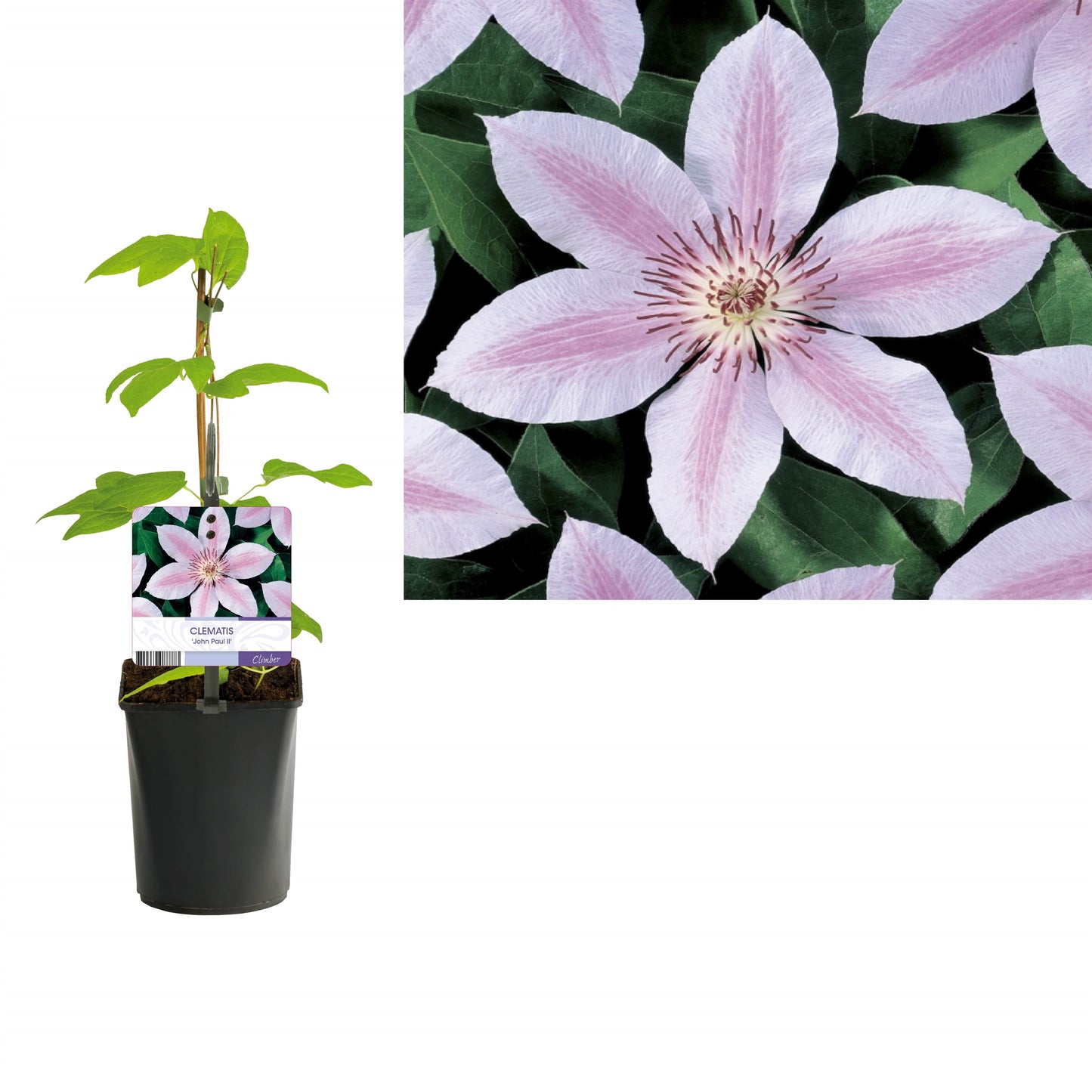 Clematis jac. Jan Pawel II 40cm 11cm Pot