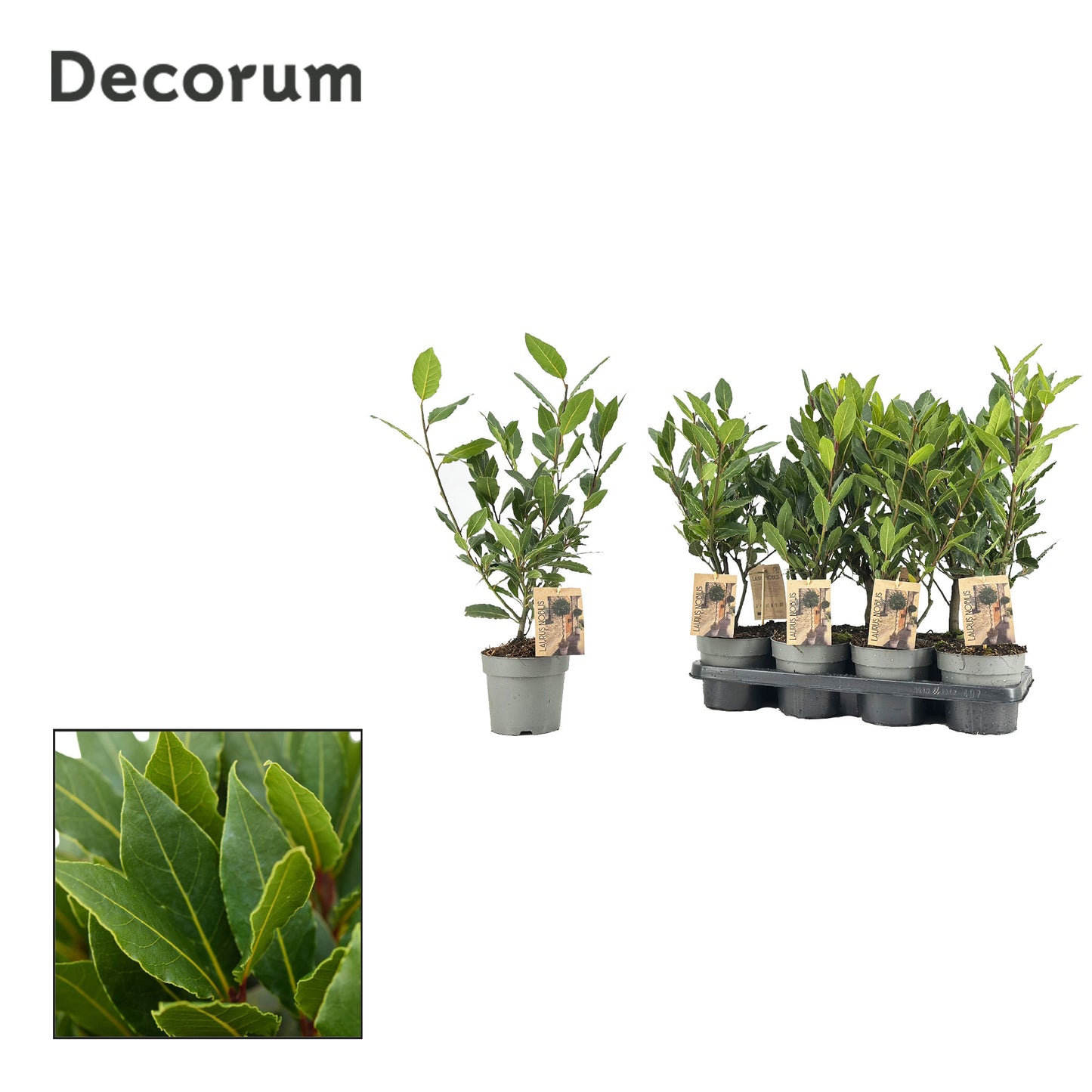 Laurus nobilis 50cm 14cm Pot