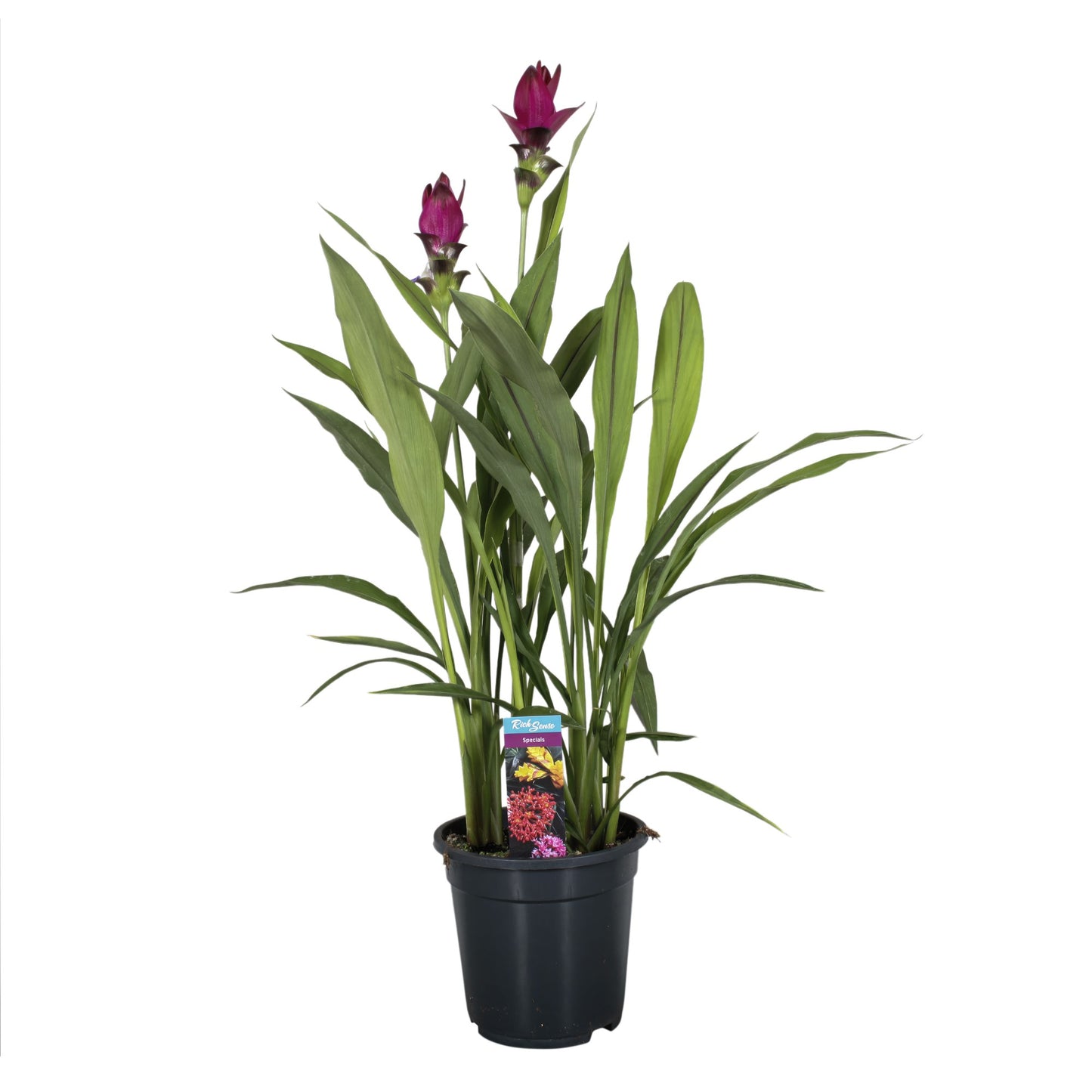 Curcuma 60cm 19cm Pot