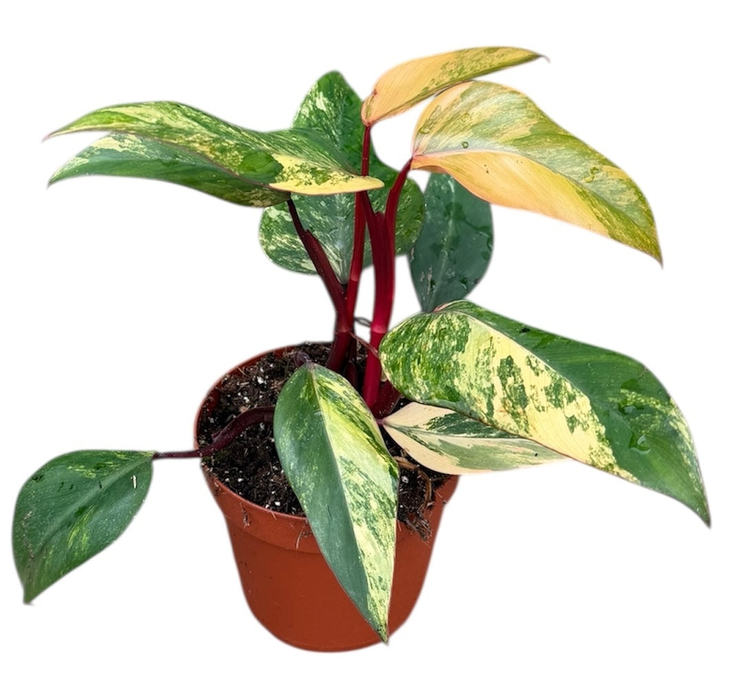 Philodendron scandens 40cm 14cm Pot