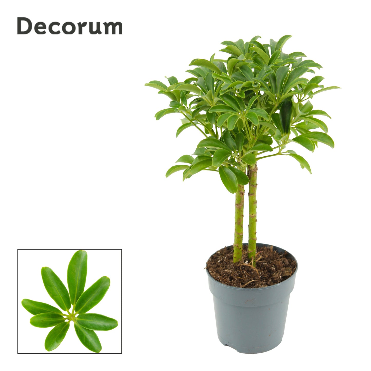 Duijn-Hove BV, kwekerij Schefflera Luseana Pack of 10