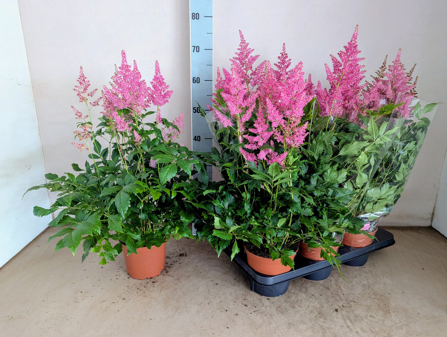 Astilbe jap. Bonn 60cm 15cm Pot