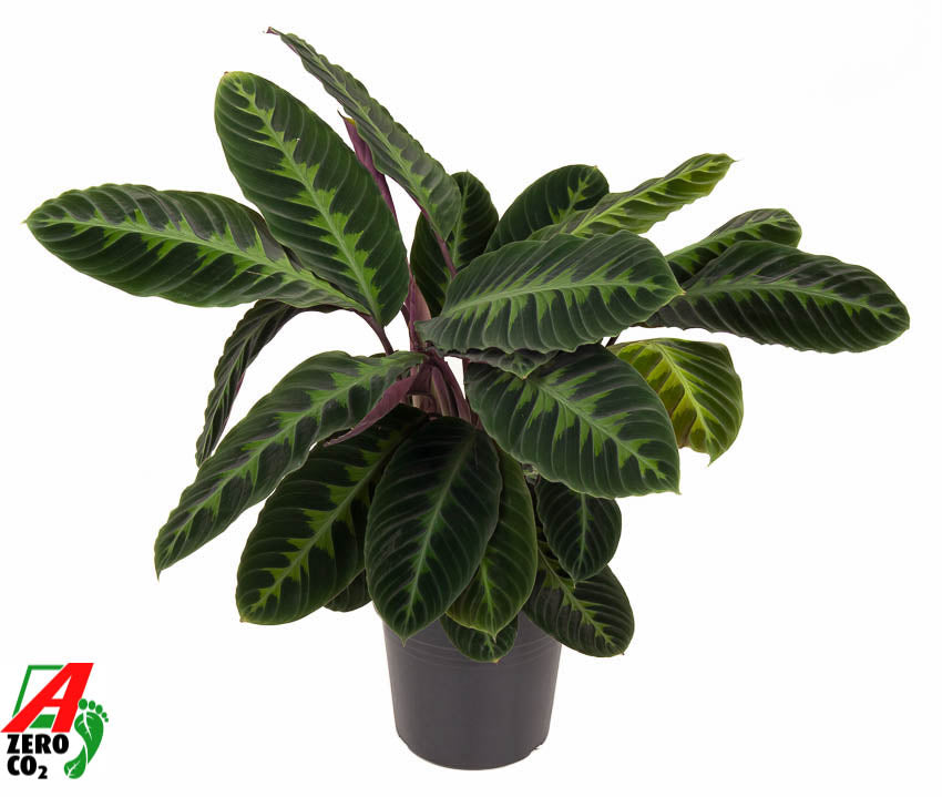 Calathea Warscewiczii 80cm 24cm Pot