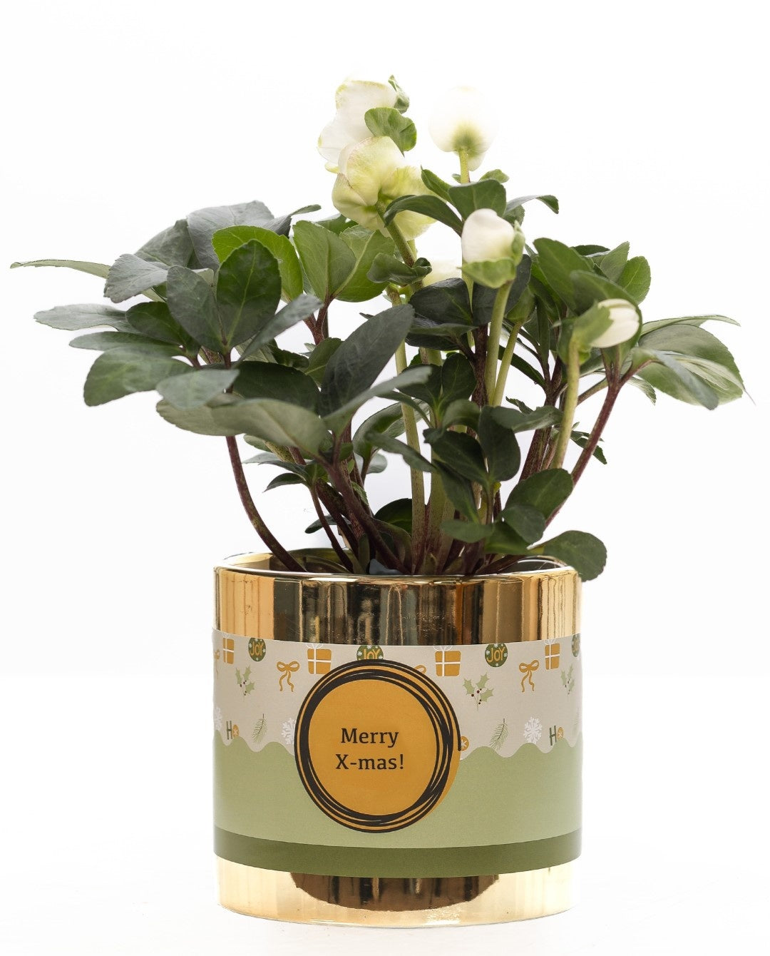 Helleborus niger Christmas Carol 30cm 12cm Pot
