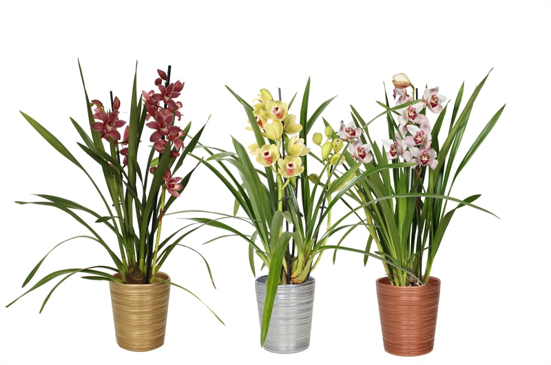 Cymbidium mix 50cm 12cm Pot